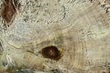 Colorful Polished Petrified Wood Slab - Turkey #383665-1